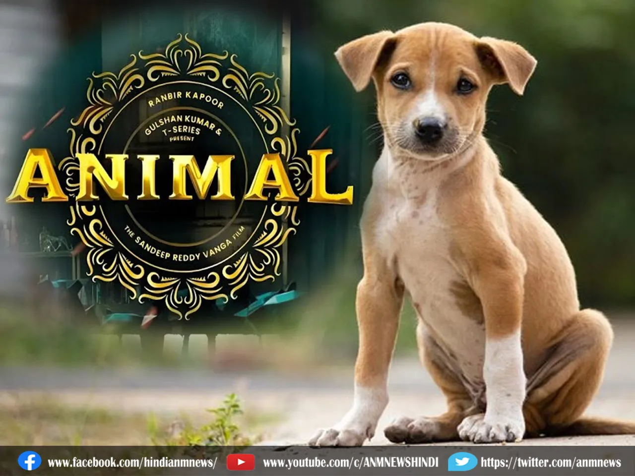 animal reels