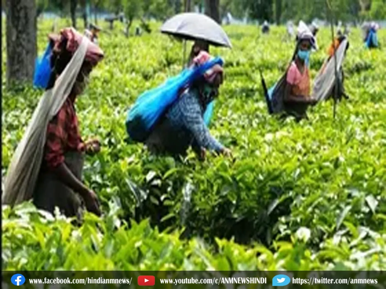 jalpaiguri tea garden.