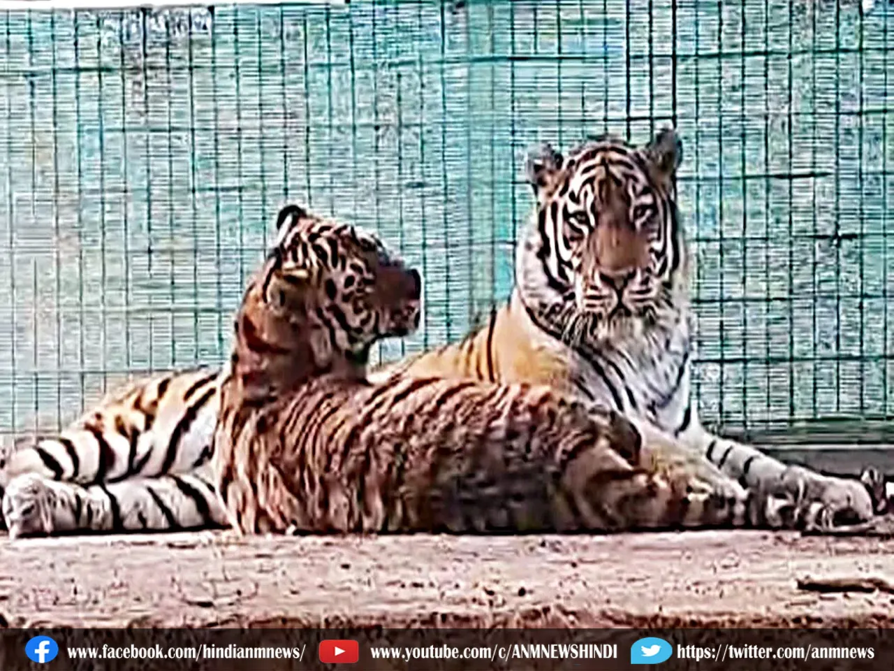 tigerc