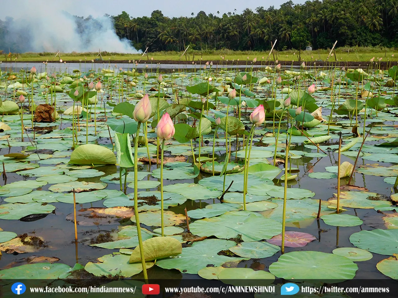 lotus farmer