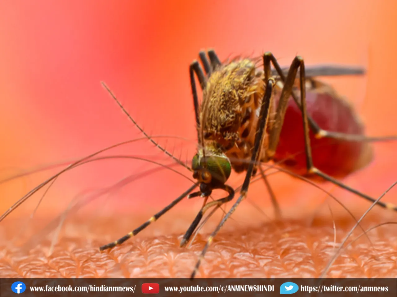 dengue malaria