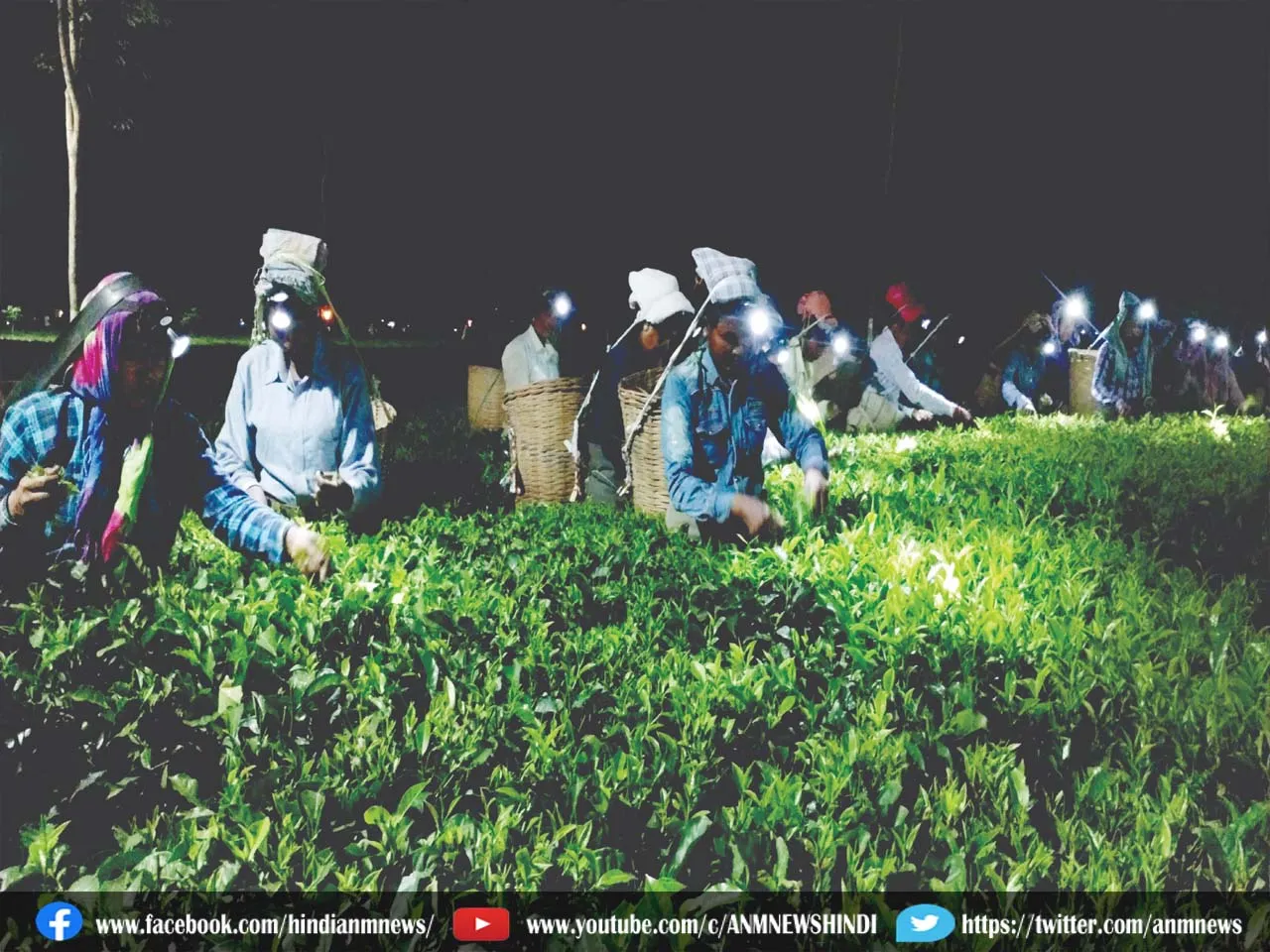 tea garden
