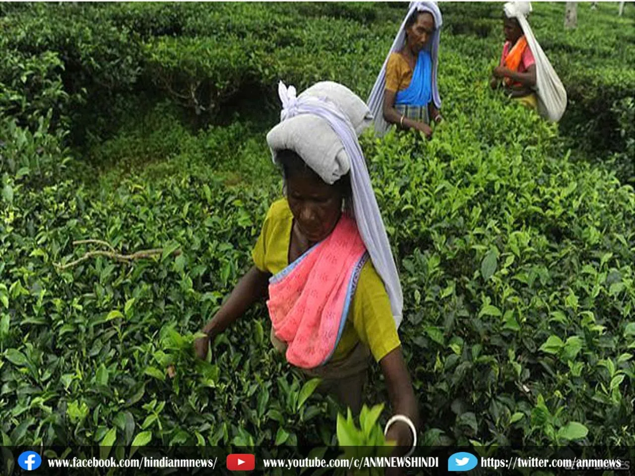 tea garden chori.