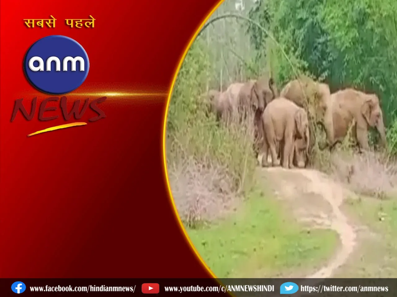 elephant attack