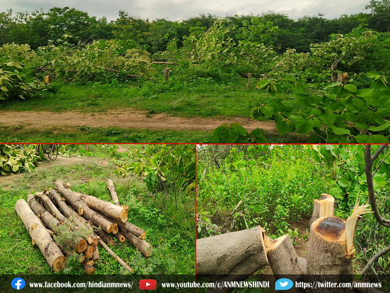 Forest Department
