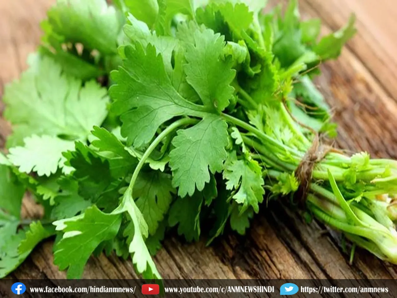 Coriander Leaves Price