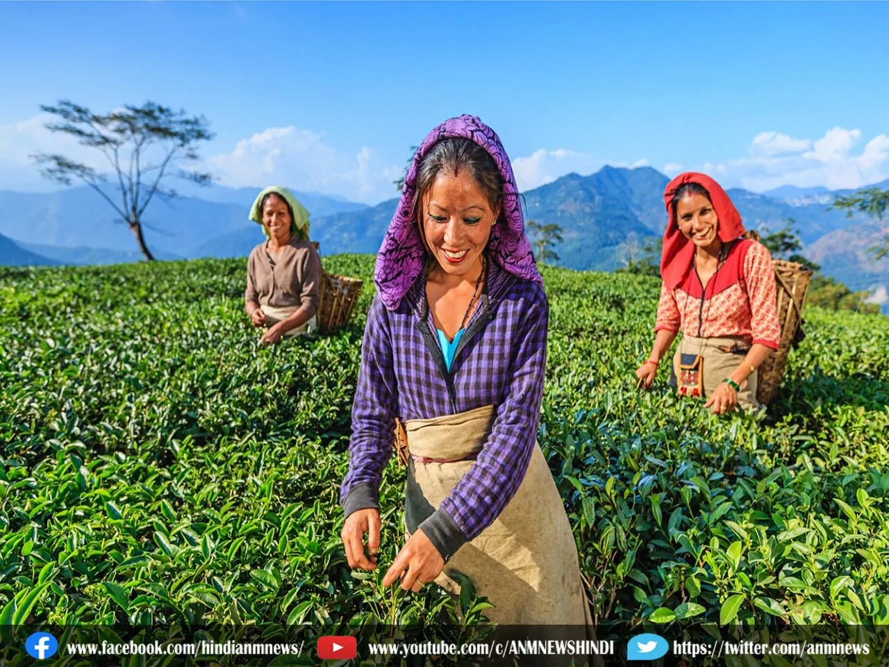 tea grden worker.