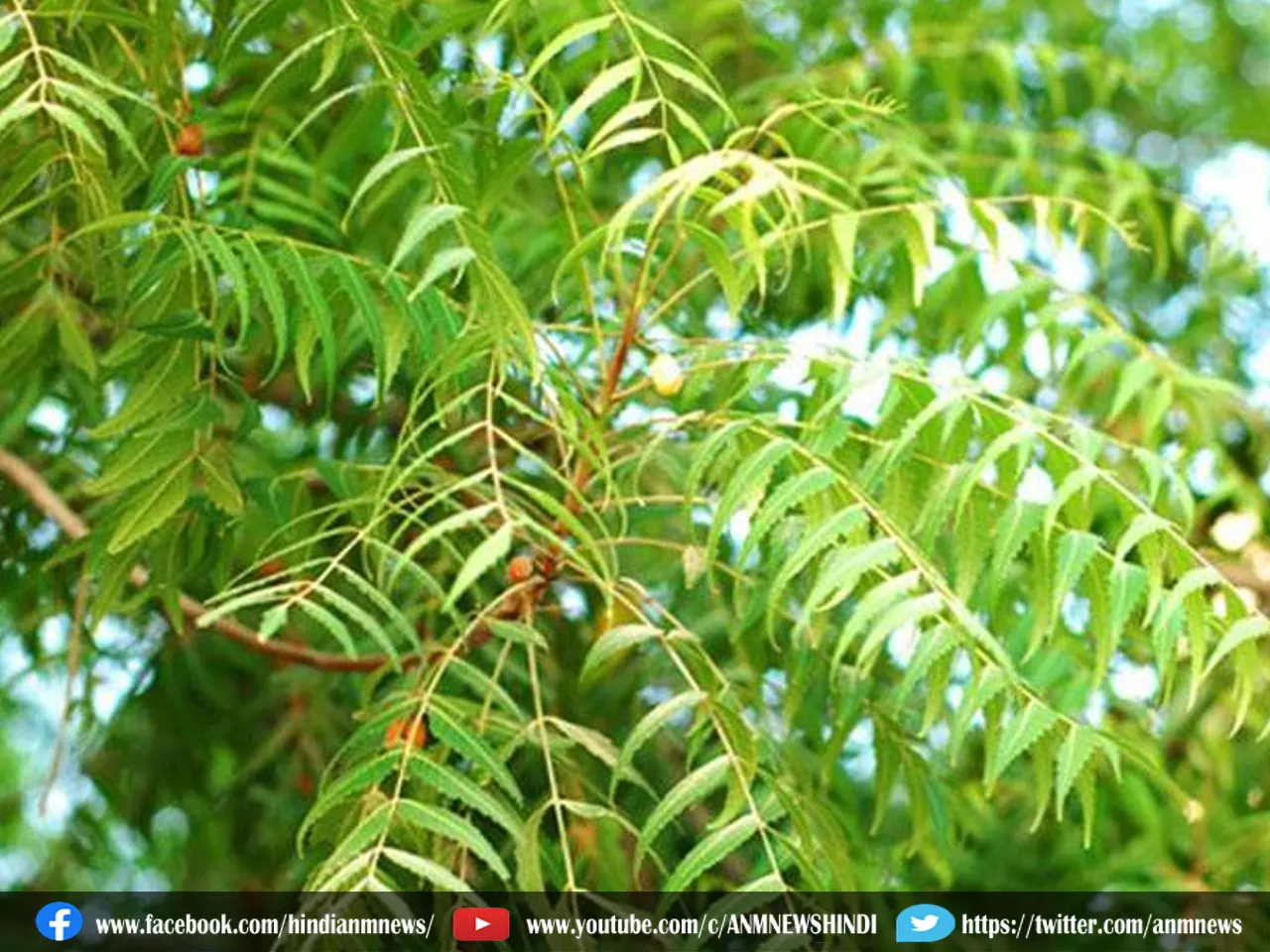 neem leaves