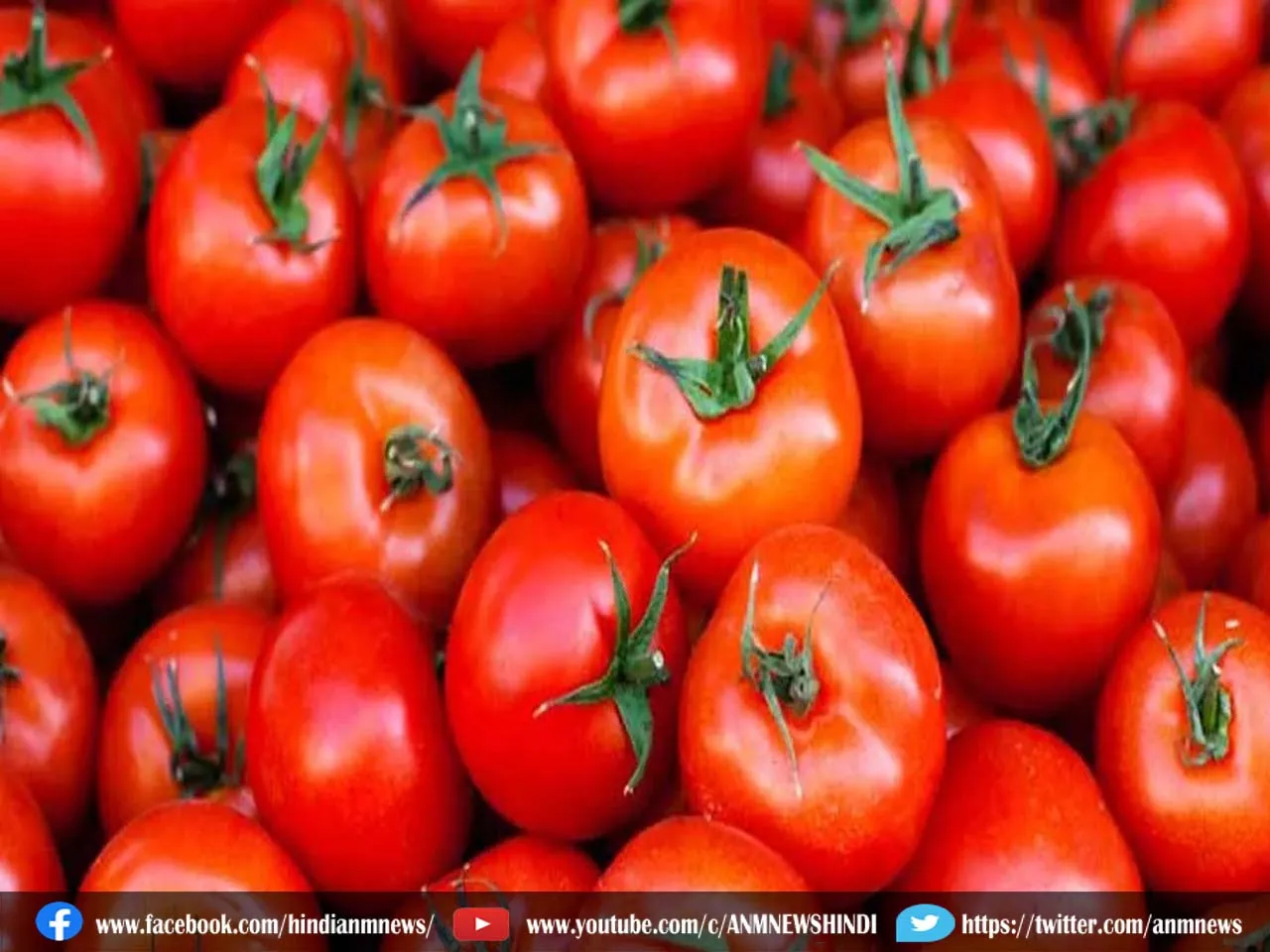 tomato high price
