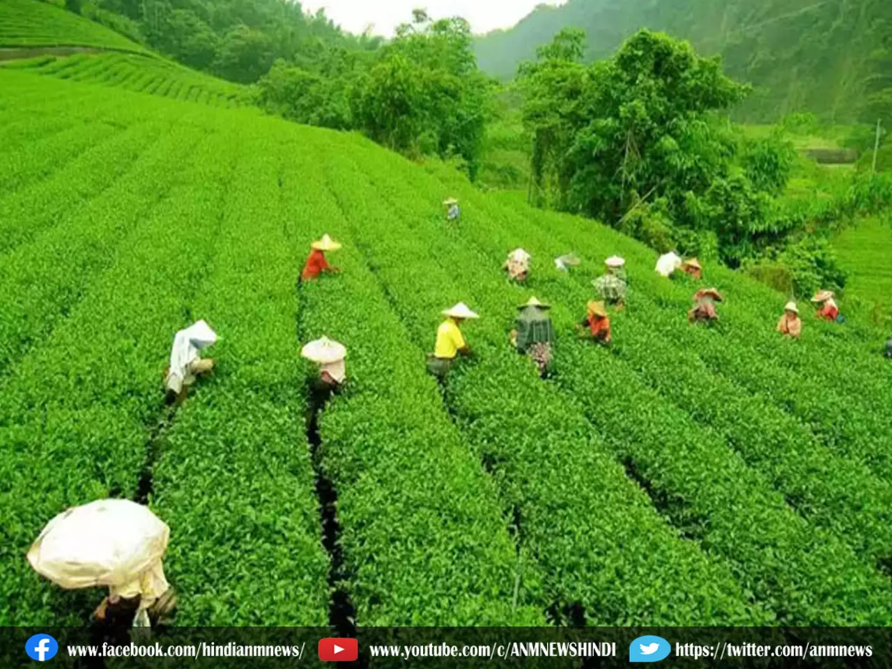 teagardenassam