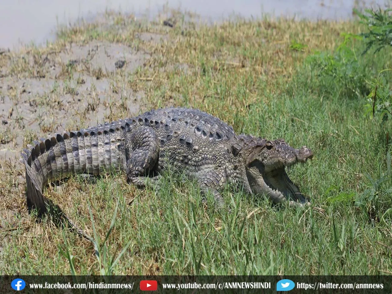 crocodiles