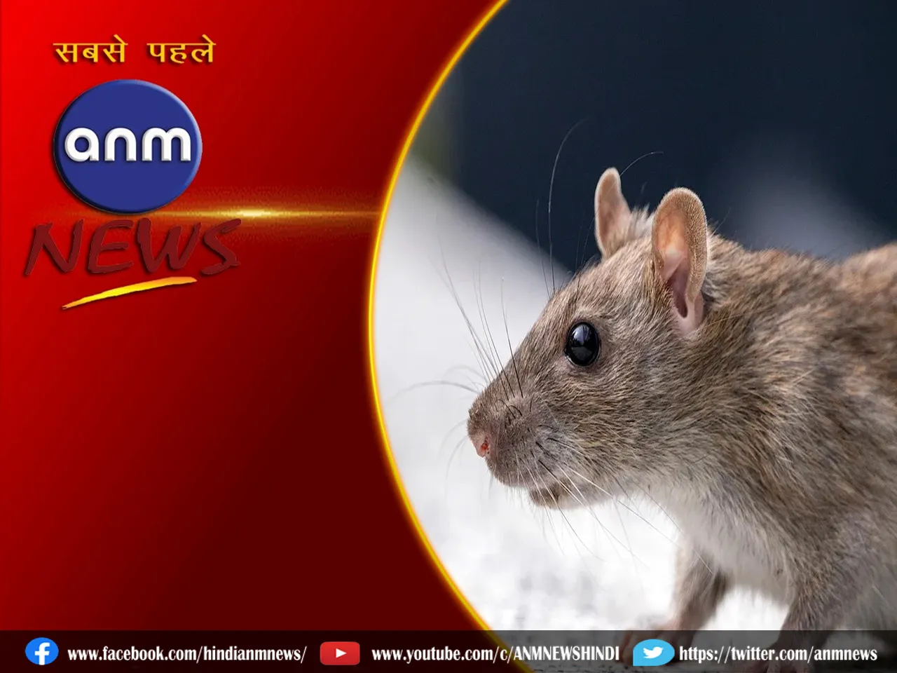 rat.