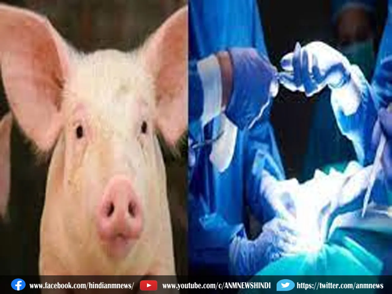 heart of Pig