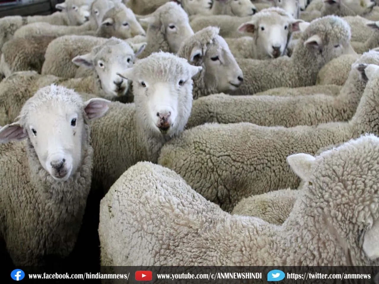 sheep.