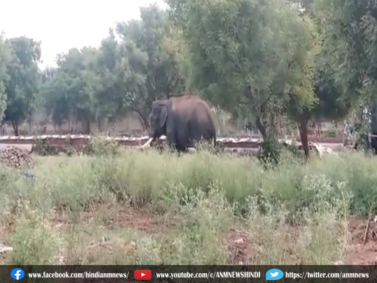 aricombon elephant.