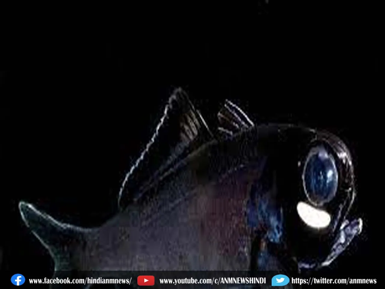fish56