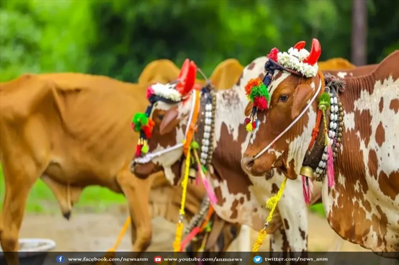 जानिए पोला पर्व मनाने का कारण