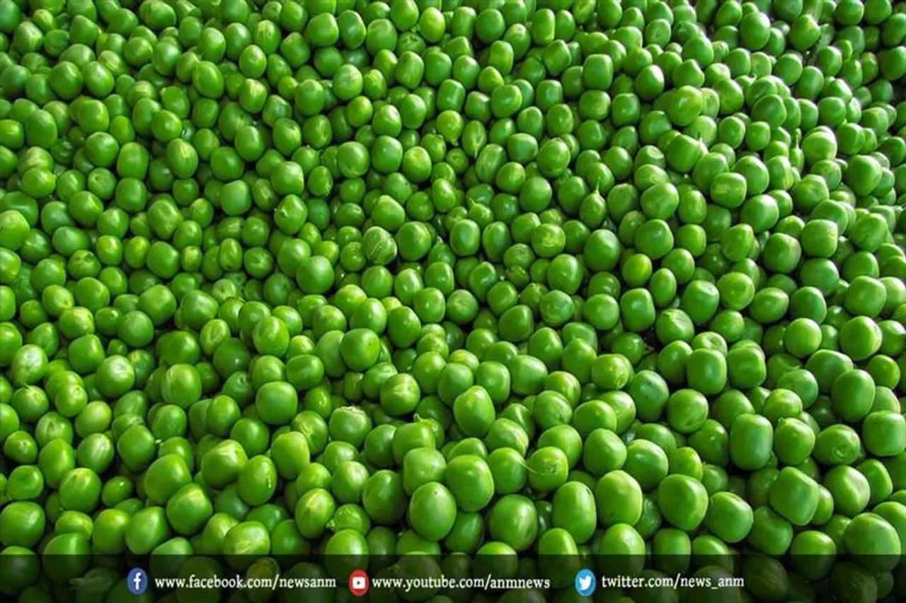 जरूरत से ज्यादा हरी मटर खाने से हो सक्ता है नुकसान