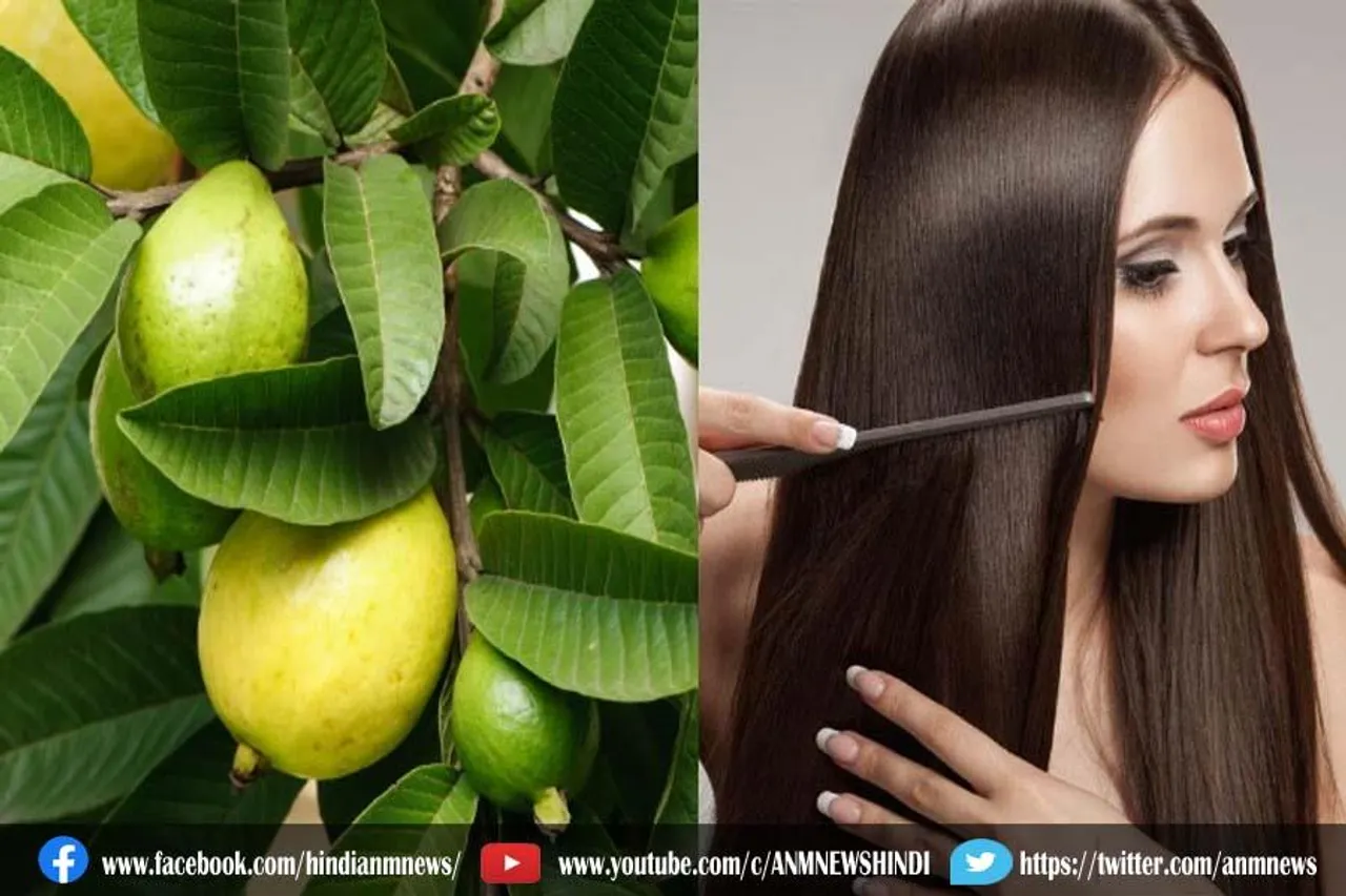 बालों पर इस चीज के साथ लगाएं अमरूद की पत्तियां