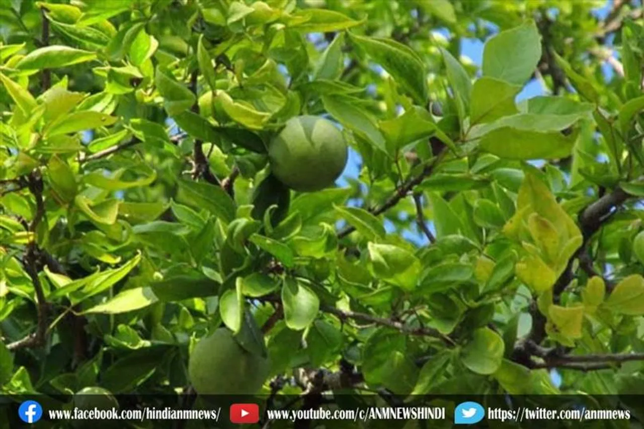 घर में लगाए बेलपत्र का पौधा, होता है शुभ