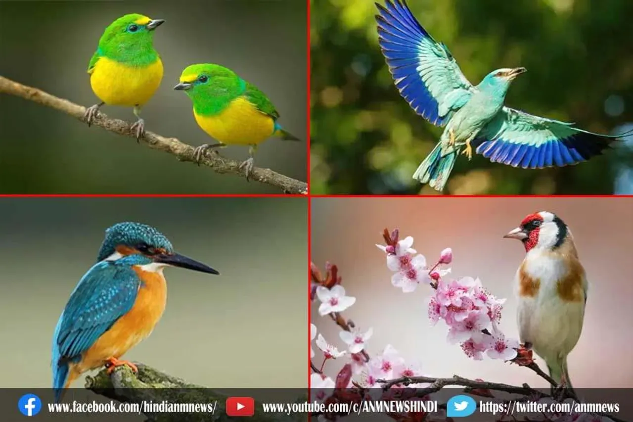 तरह-तरह के पक्षियों को देखने के हो शौकीन, जा सकते है यह सब बर्ड्स पार्क