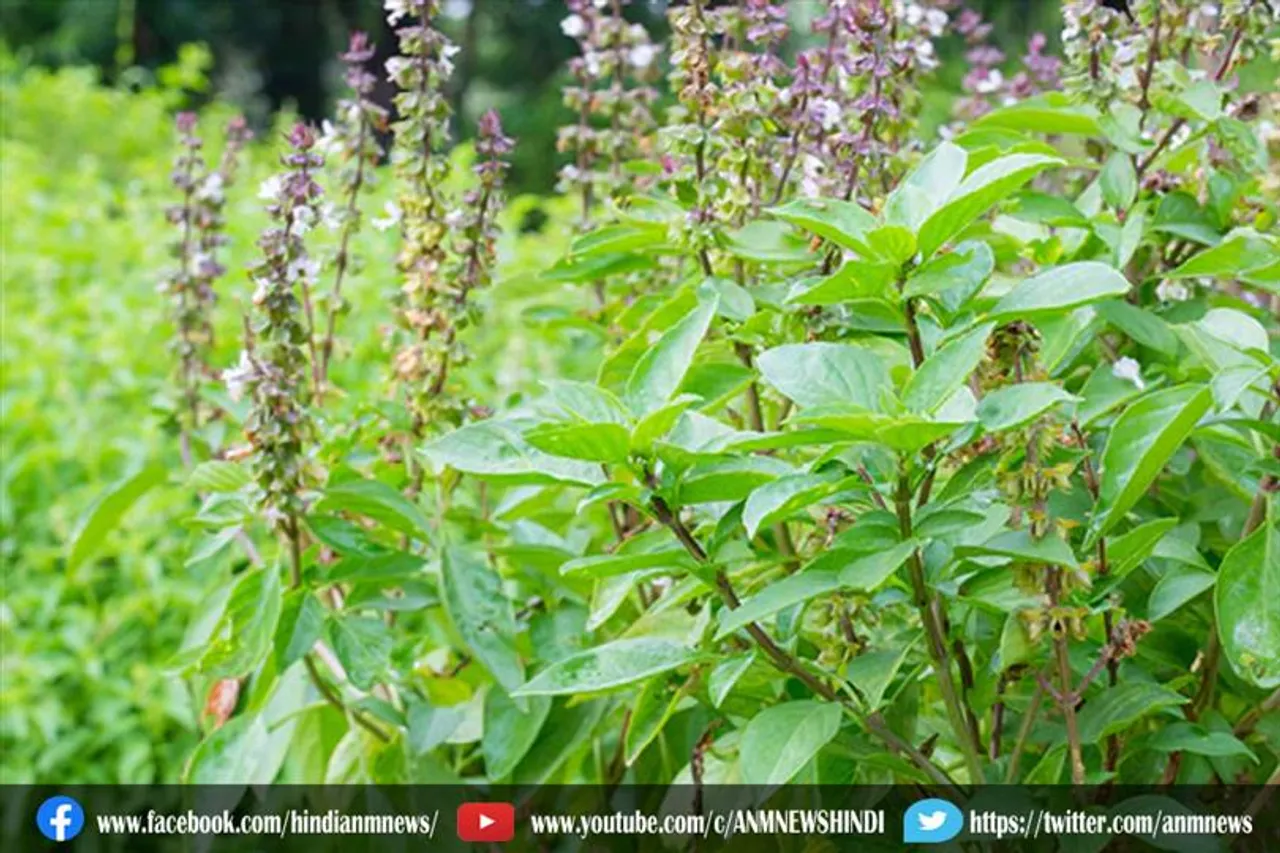 जानिए, खाली पेट तुलसी के सेवन से होने वाले फायदे