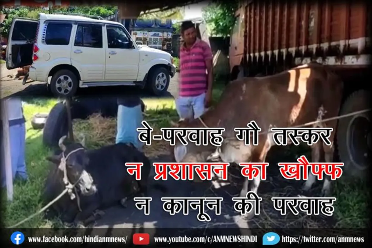 बे-परवाह गौ तस्कर न प्रशासन का खौफ्फ़ हैं न कानून की परवाह