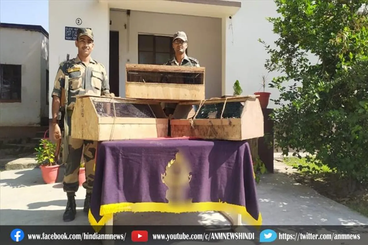सीमा सुरक्षा बल ने तस्करों के चंगुल से जंगली पक्षियों को छुड़ाया