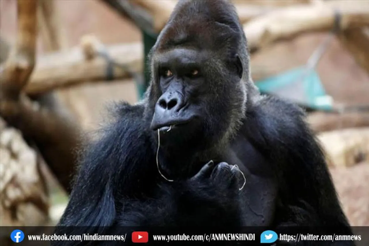 अटलांटा चिड़ियाघर में कम से कम 13 गोरिल्ला कोरोना पॉजिटिव