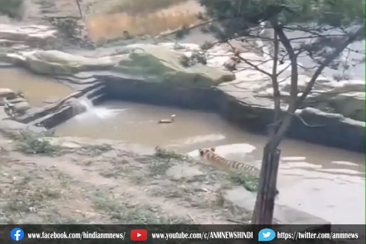 खतरनाक बाघ के साथ एक बत्तख पानी मे खेलने लगा hide and seek