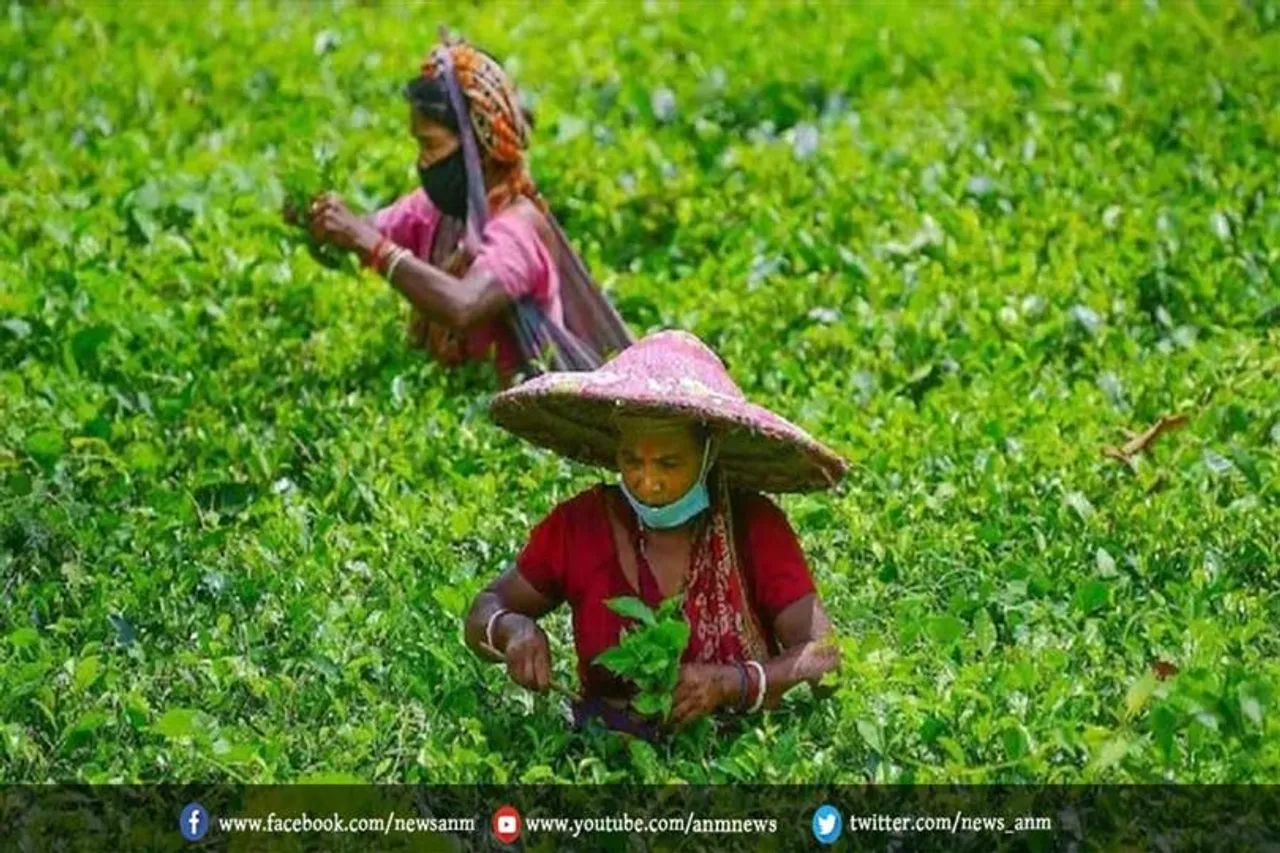 इतने साल बाद फिर से खुला ढेकलापाड़ा चाय बागान