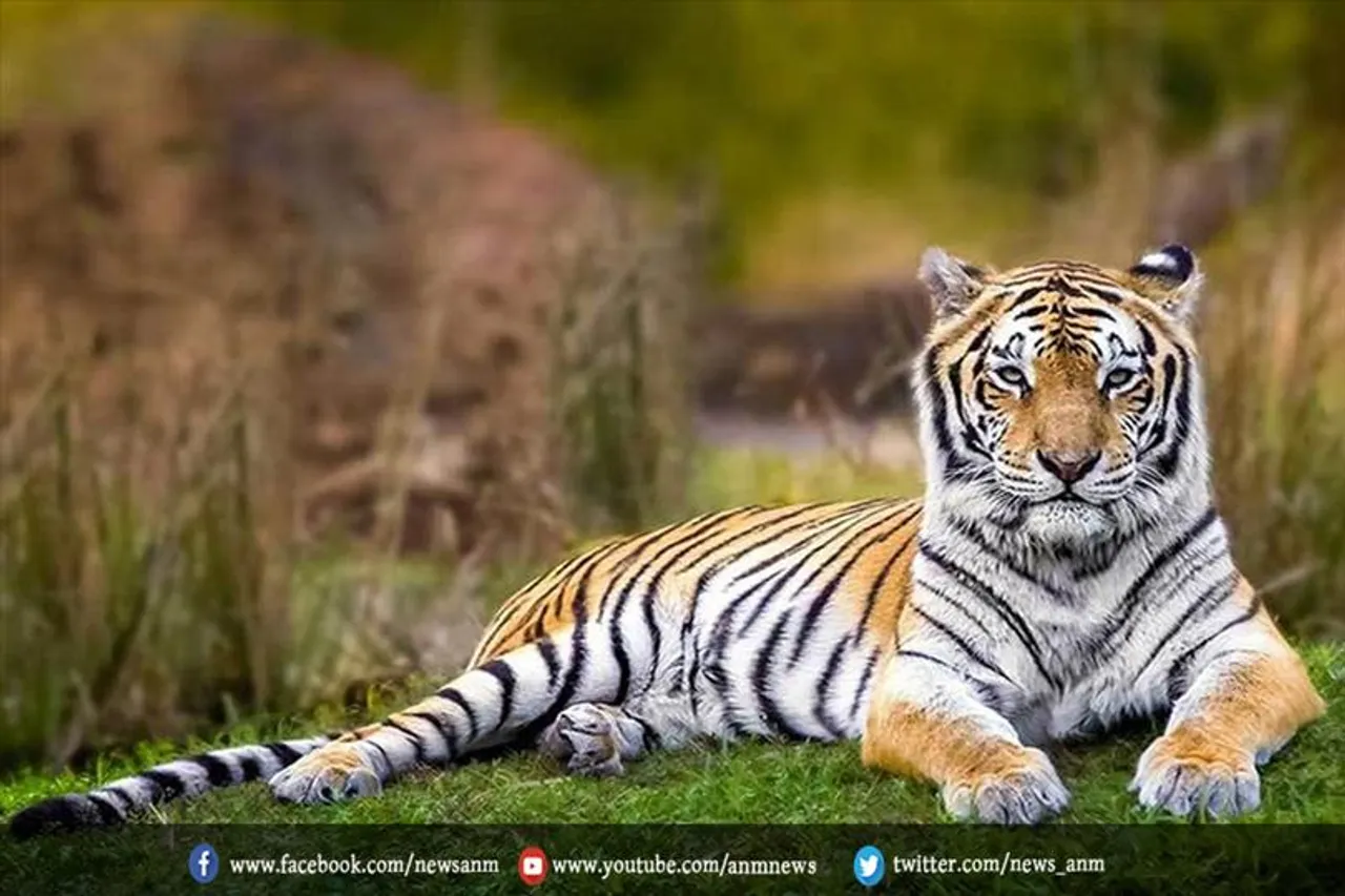2021 में देश में 126 बाघों की हुई मौत