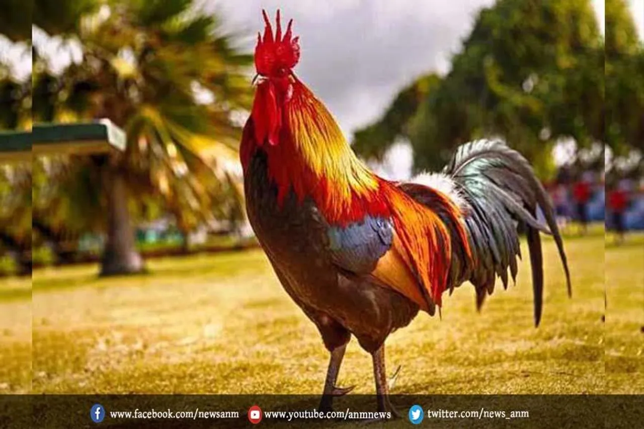 पालतू मुर्गे की मौत: मालिक ने किया चौकाने वाला काम