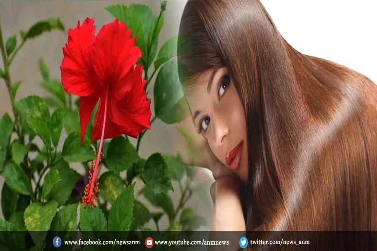 बालों की कई समस्याओं के लिए रामबाण है ये फूल