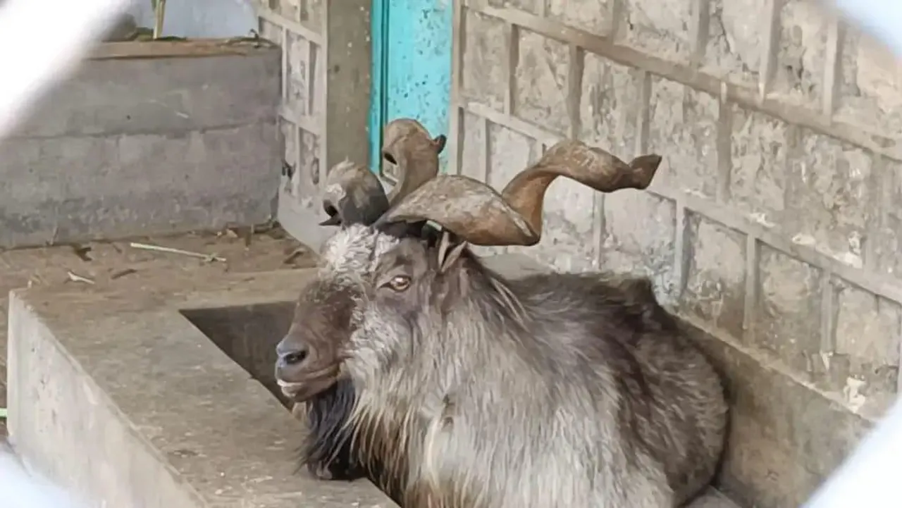 नैनीताल के चिड़ियाघर में पाकिस्तान का राष्ट्रीय पशु