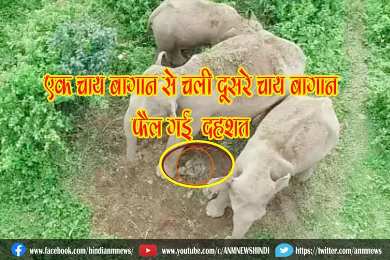 हाथियों के झुंड मृत बछड़े को लेकर एक चाय बागान से दूसरे में चली, फैल गई दहशत