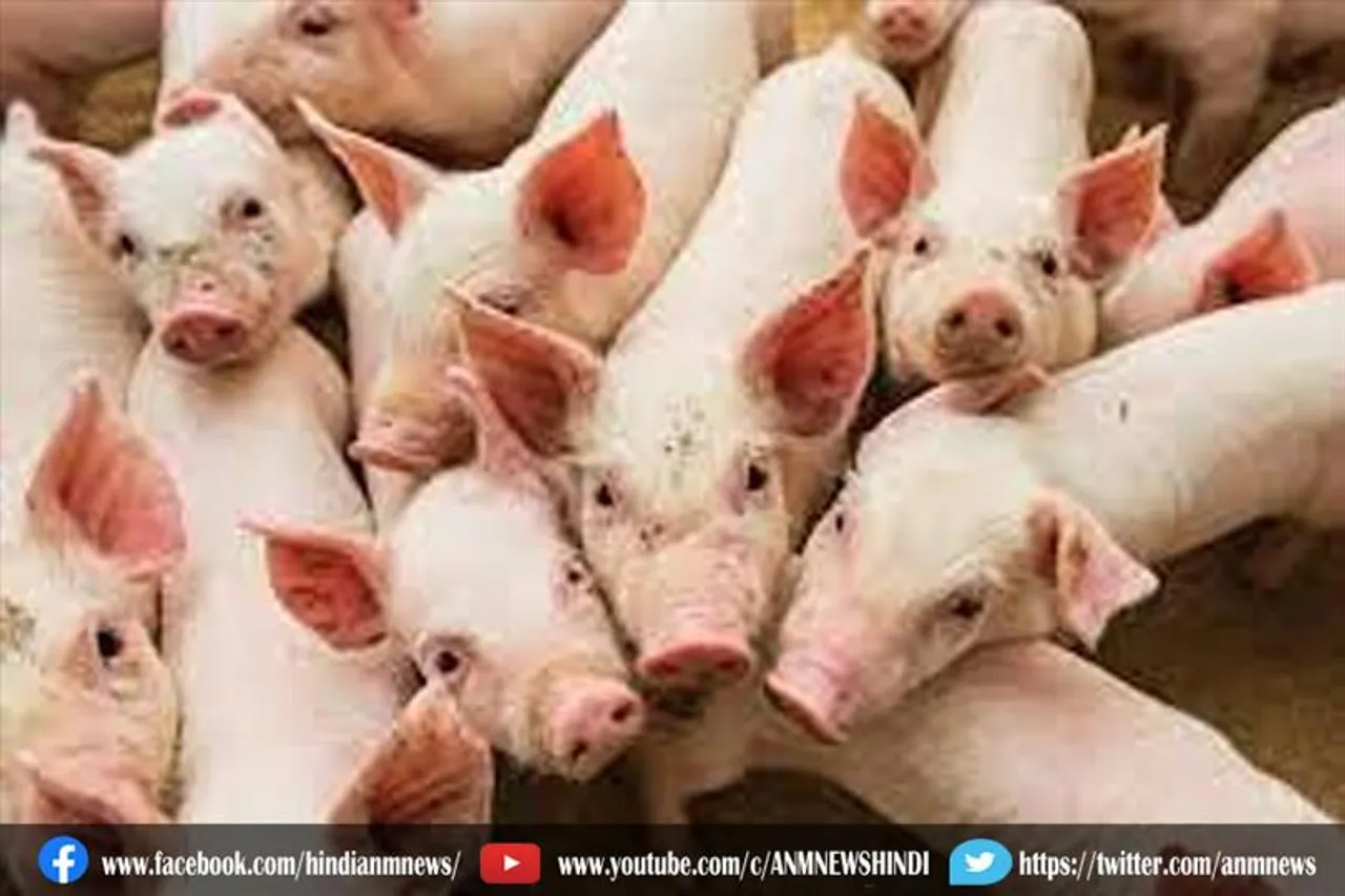 राज्य में अफ्रीकन स्वाइन फीवर का जोर