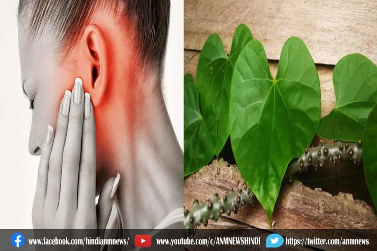 जानिए, कान में दर्द होने पर गिलोय का उपयोग