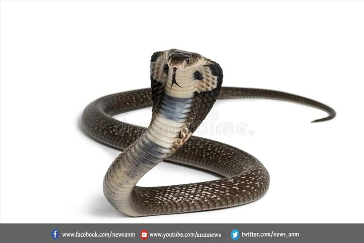 जब बाइक में घुस गया सांप तो शख्स ने उठाया ये कदम