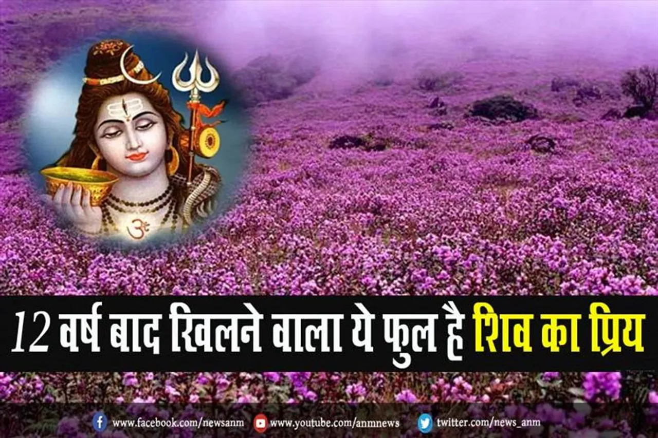 12 वर्ष बाद खिलने वाला ये फुल है शिव का प्रिय