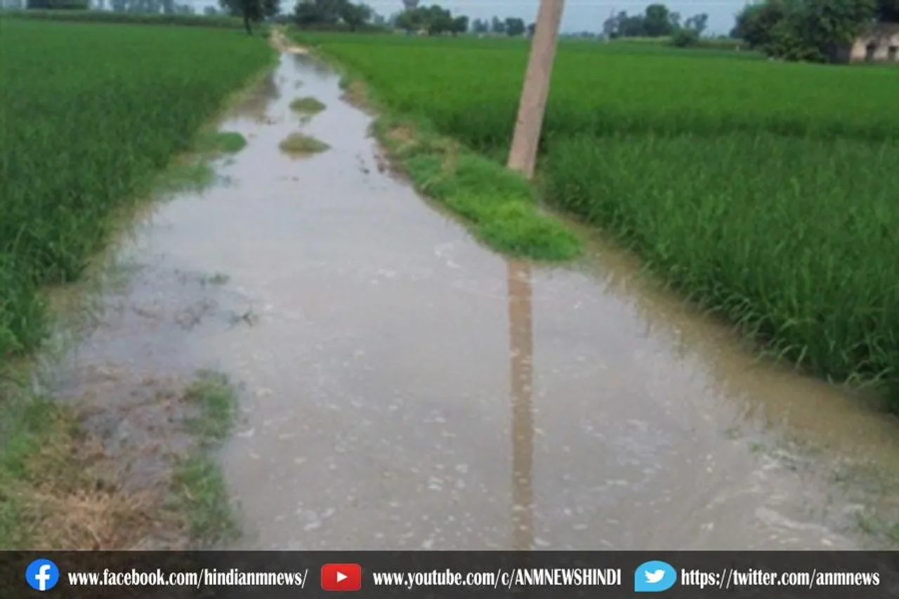 दुजाना माइनर के टूट जाने के कारण किसानों की सैकड़ों एकड़ धान की फसल नुकसान