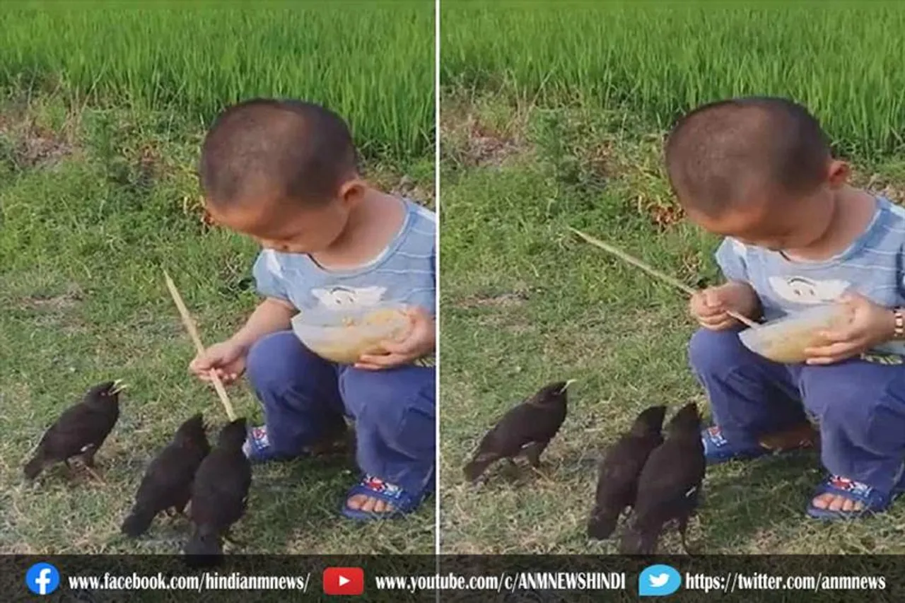 चिड़ियों को खाना खिलाते बच्चे का क्यूट सा वीडियो हुआ वायरल