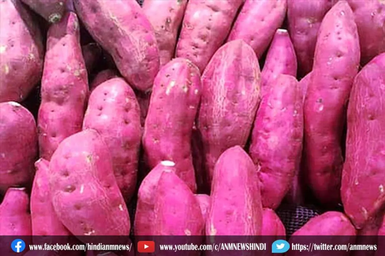 शकरकंद सेवन करने के फायदे