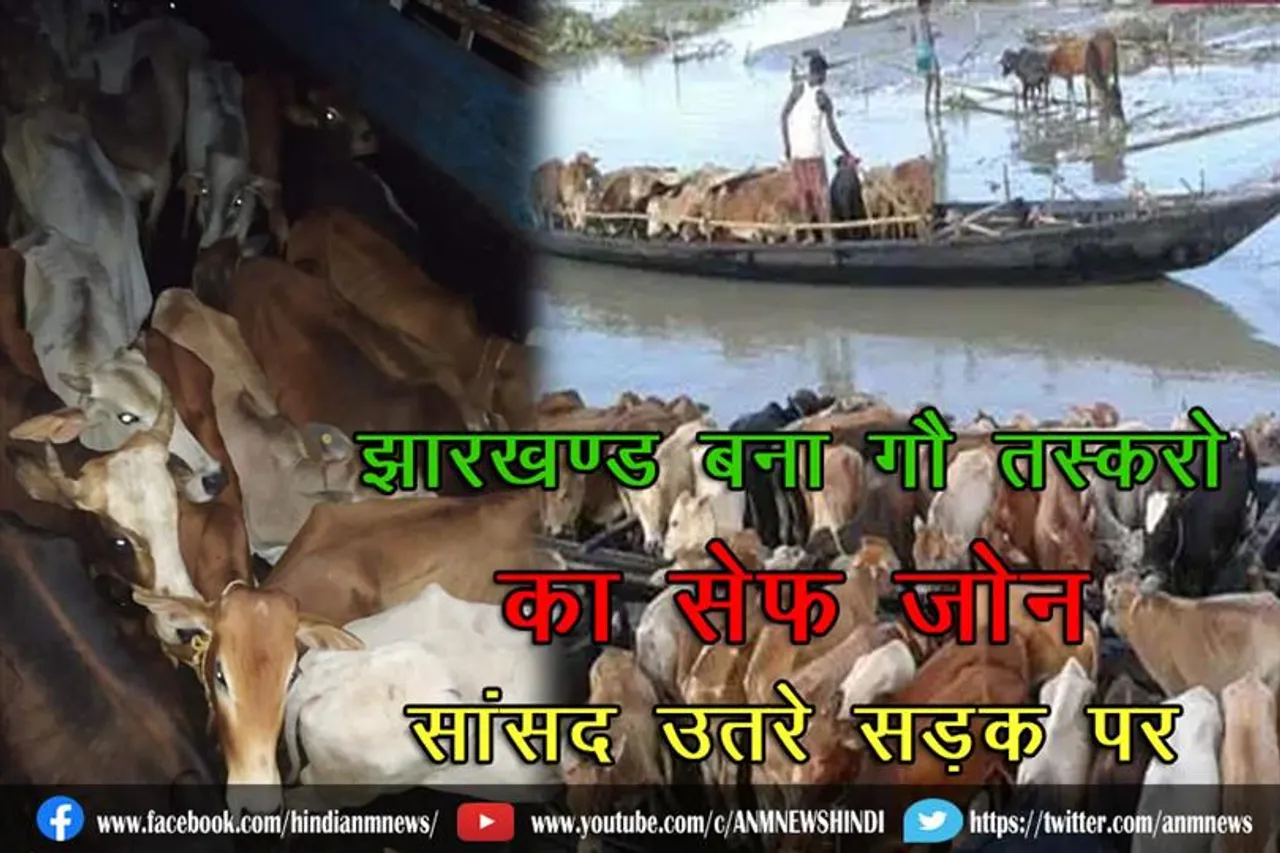 झारखण्ड बना गौ तस्करो का सेफ जोन, सांसद उतरे सड़क पर