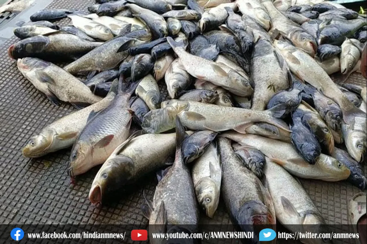 असम में मरी कुछ शो मछलियां