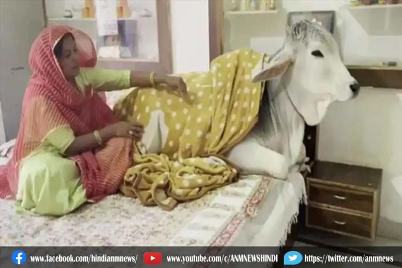 अनोखा जोधपुर का यह गौ भक्त