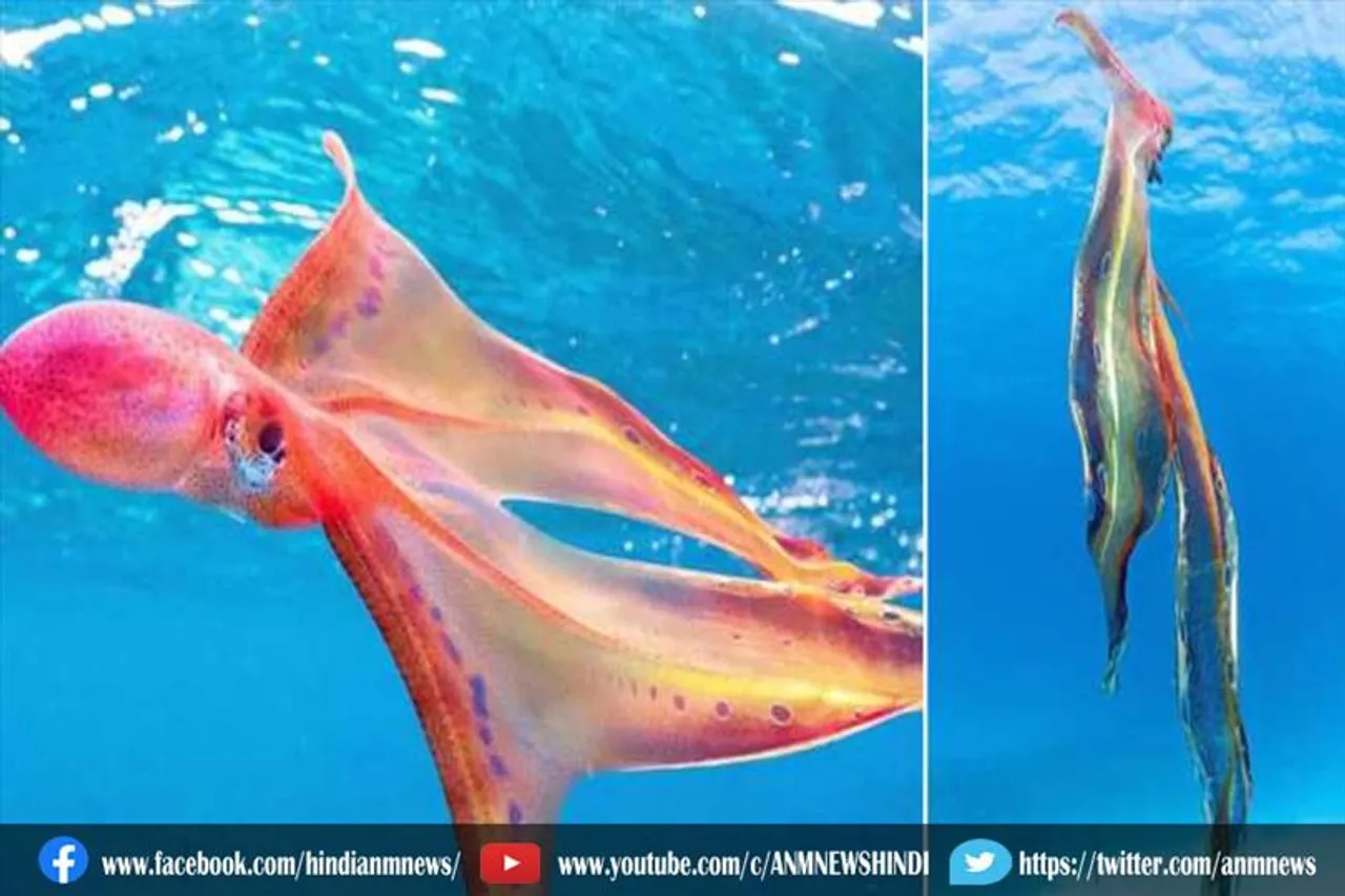 20 साल बाद समुद्र में दिखा ऐसा जीव