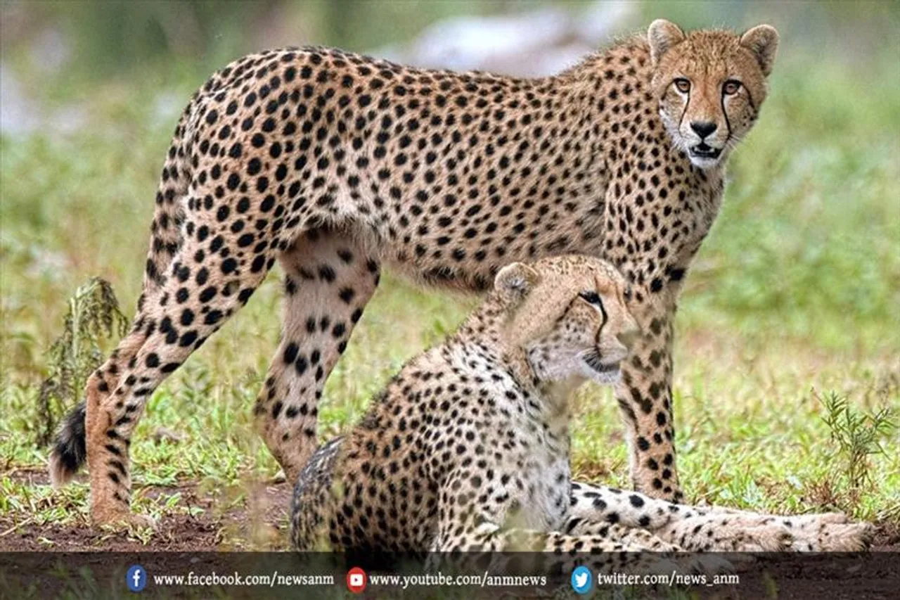 चीतों के नामाकरण के लिए प्रतियोगिता आयोजित