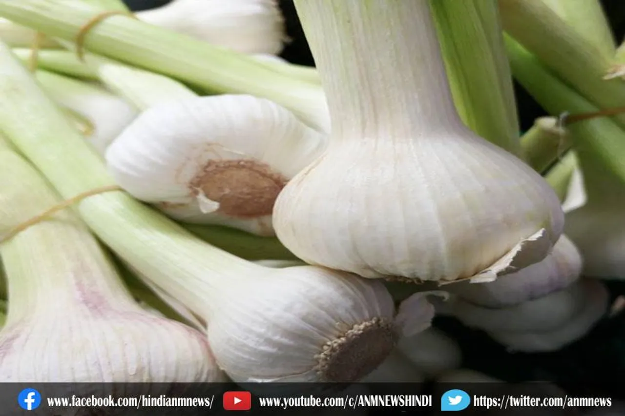 सर्दी में कैसे करें हरे लहसुन को डाइट में शामिल