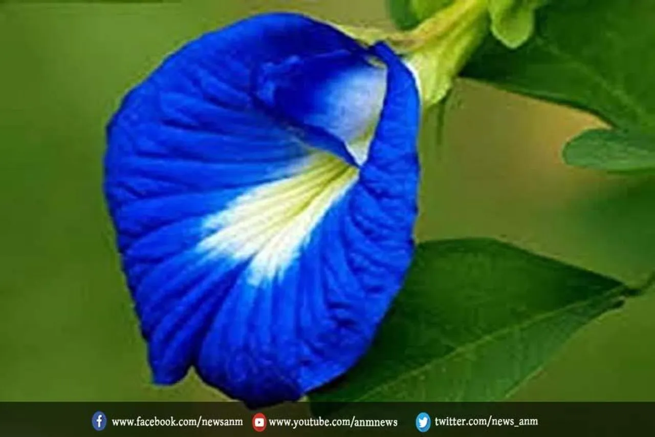 पिए नीली चाय